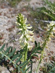 Astragalus pomonensis