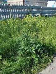 Heracleum sphondylium sibiricum