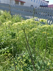 Heracleum sphondylium sibiricum