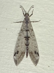 Dendroleon speciosus