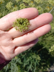 Heracleum sphondylium sibiricum