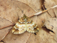 Enchoria lacteata