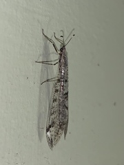 Dendroleon speciosus