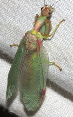 Ditaxis meridiei