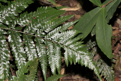 Arachniodes aristata