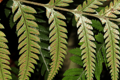 Arachniodes aristata