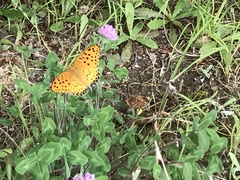 Argynnis hyperbius