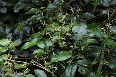 Clematis pickeringii