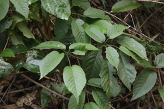 Rubus nebulosus