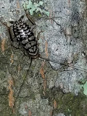 Aglaopteryx gemma