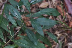 Elaeocarpus kirtonii