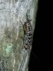 Aglaopteryx gemma