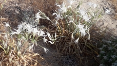 Pancratium maritimum