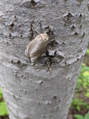 Lymantria dispar dispar