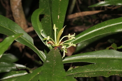 Tasmannia insipida