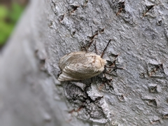 Lymantria dispar dispar