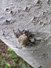 Lymantria dispar dispar