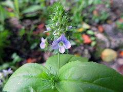 Veronica americana