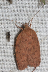 Garrha repandula
