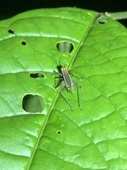 Phylloscyrtus