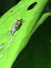 Phylloscyrtus
