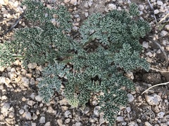 Lomatium mohavense