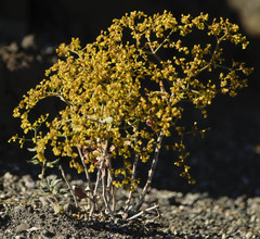 Eriogonum corymbosum