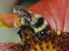 Bombus huntii