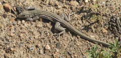 Aspidoscelis