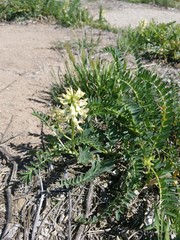 Astragalus pomonensis