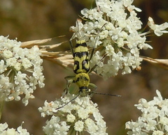 Chlorophorus varius
