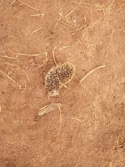 Atelerix albiventris