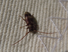 Exocentrus lusitanus