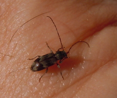 Exocentrus lusitanus