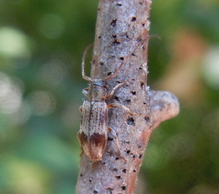 Exocentrus lusitanus