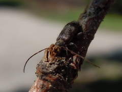 Exocentrus lusitanus