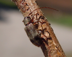 Exocentrus lusitanus