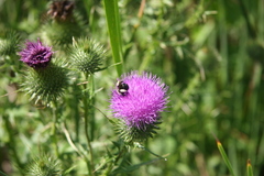 Melissodes desponsus