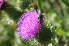 Melissodes desponsus