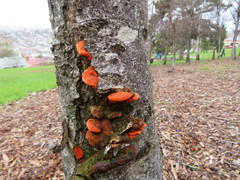 Trametes coccinea