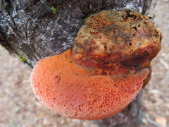 Trametes coccinea