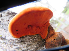 Trametes coccinea
