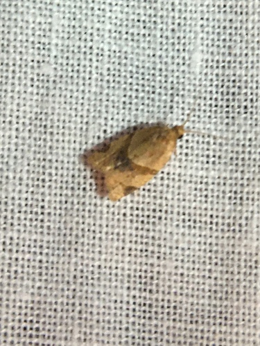 photo of Garden Tortrix (Clepsis peritana)