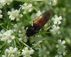 Agriotes ustulatus