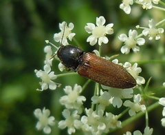 Agriotes ustulatus
