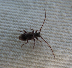 Exocentrus lusitanus