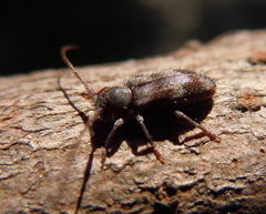 Exocentrus lusitanus