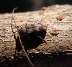 Exocentrus lusitanus