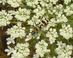 Chlorophorus varius