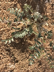 Astragalus lentiginosus